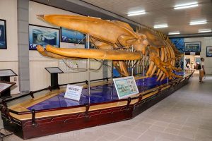 Nha-Trang-National-Oceanographic-Museum-1