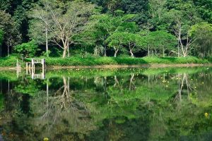 cuc-phuong-national-park-3